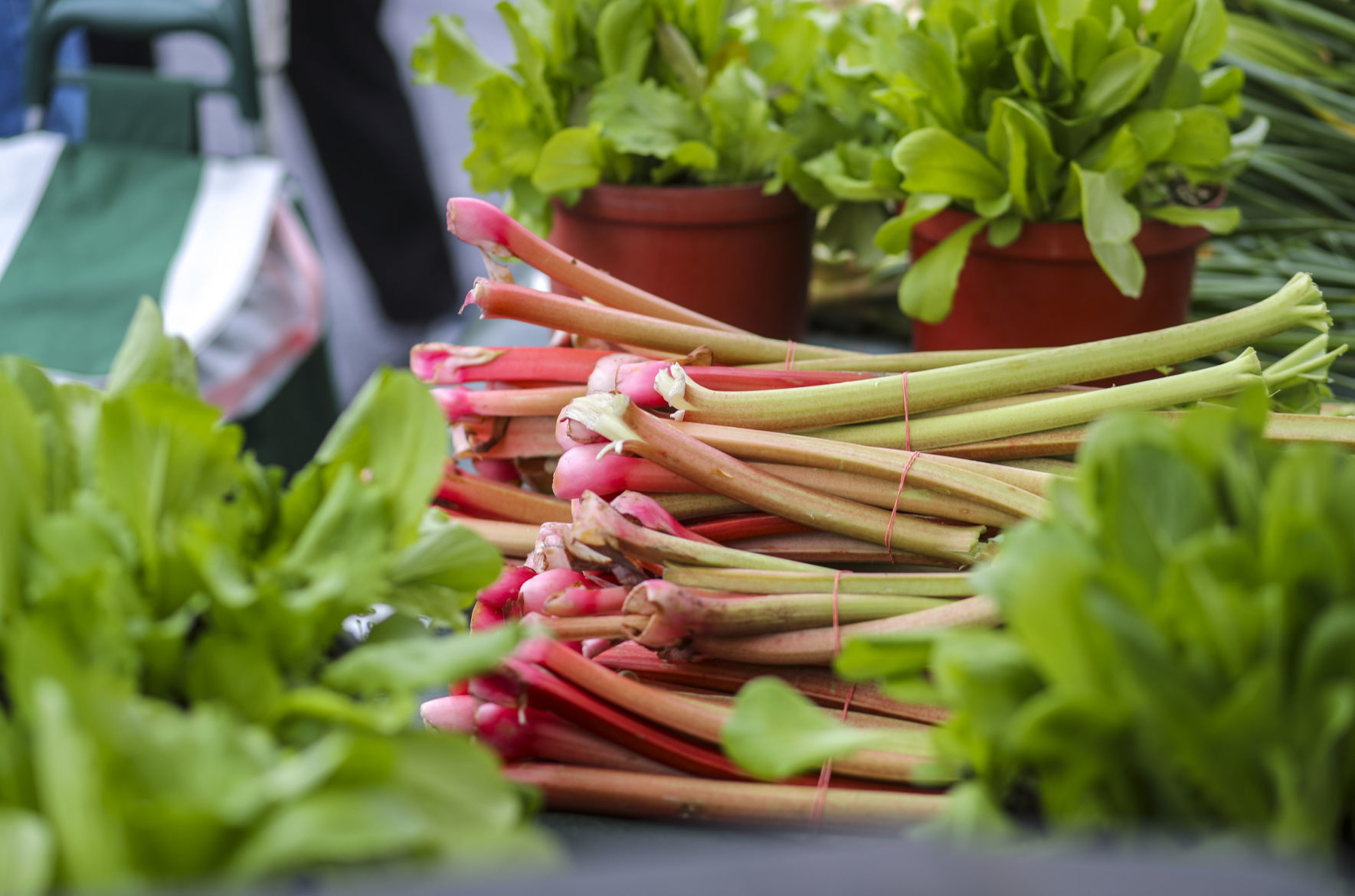 051119-qct-qca-farmers-market-017